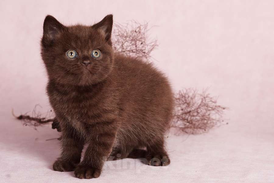 Кошки в Ростове-на-Дону: Шотландские котята  Мальчик, 10 000 руб. - фото 7