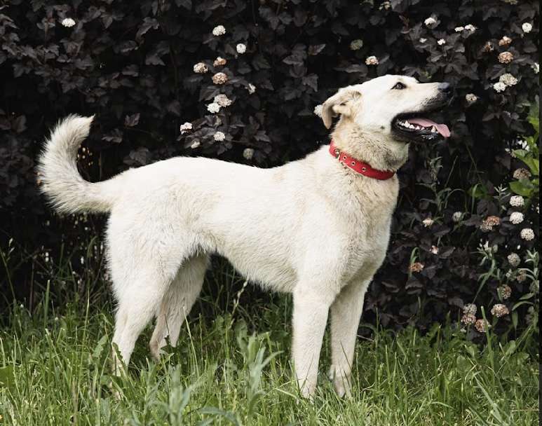 Собаки в Москве: Белая метис лабрадор Маша в добрые руки Девочка, Бесплатно - фото 3