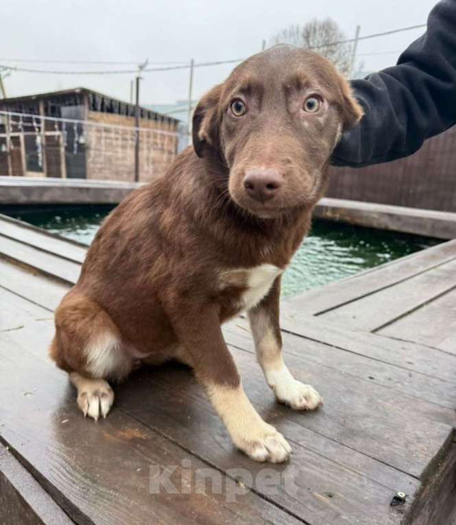 Собаки в других городах Владимирской области: Малыш Мартин в добрые руки Мальчик, Бесплатно - фото 4