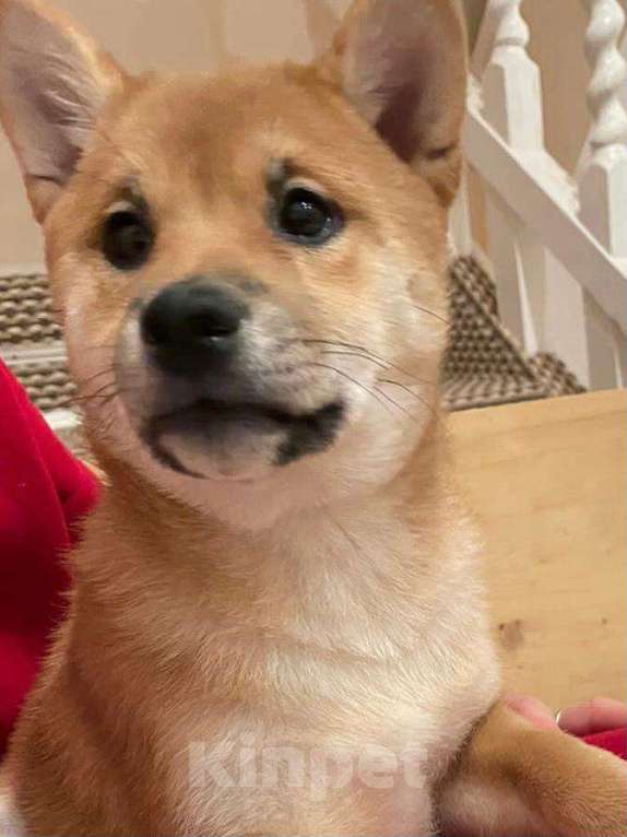 Собаки в Нижнем Новгороде: Сиба ину девочка и мальчик продажа  Девочка, 50 000 руб. - фото 2