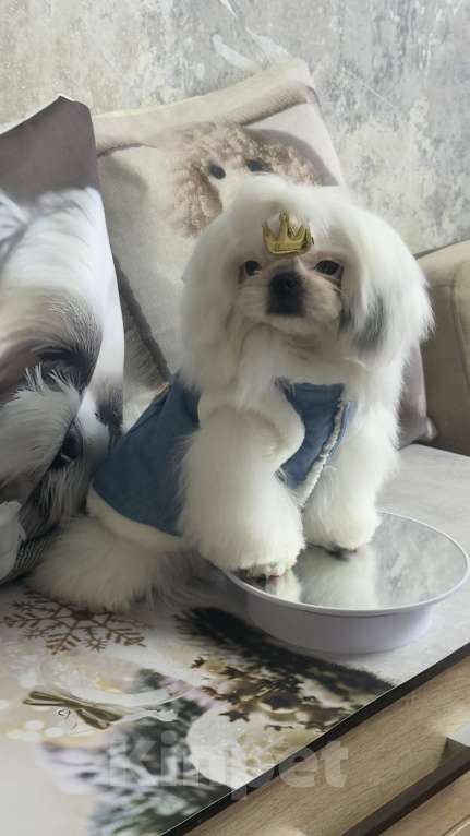 Собаки в Смоленске: Мини малыш Мальчик, 75 000 руб. - фото 1