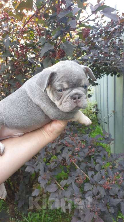 Собаки в Москве: Мальчик Лиловый с подпалом документы АБКС. Мальчик, 80 000 руб. - фото 4