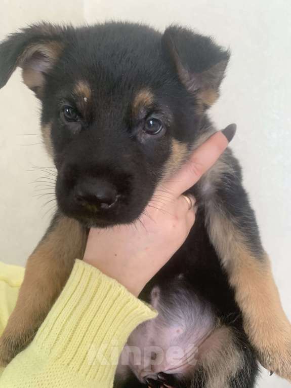 Собаки в Дмитрове: Продаются щенки восточноевропейская овчарки Девочка, Бесплатно - фото 4