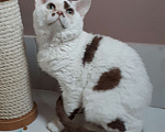 Кошки в Серпухове: Девон рекс котик  Мальчик, Бесплатно - фото 1