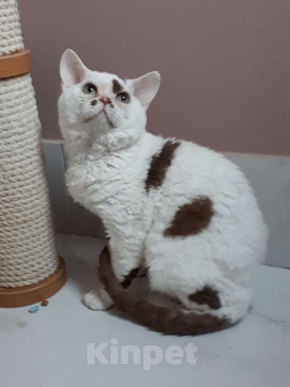 Кошки в Серпухове: Девон рекс котик  Мальчик, Бесплатно - фото 1
