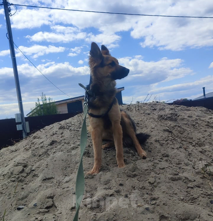 Собаки в Москве: Собака бесплатно. Москва и МО. Самсон. Мальчик, Бесплатно - фото 2