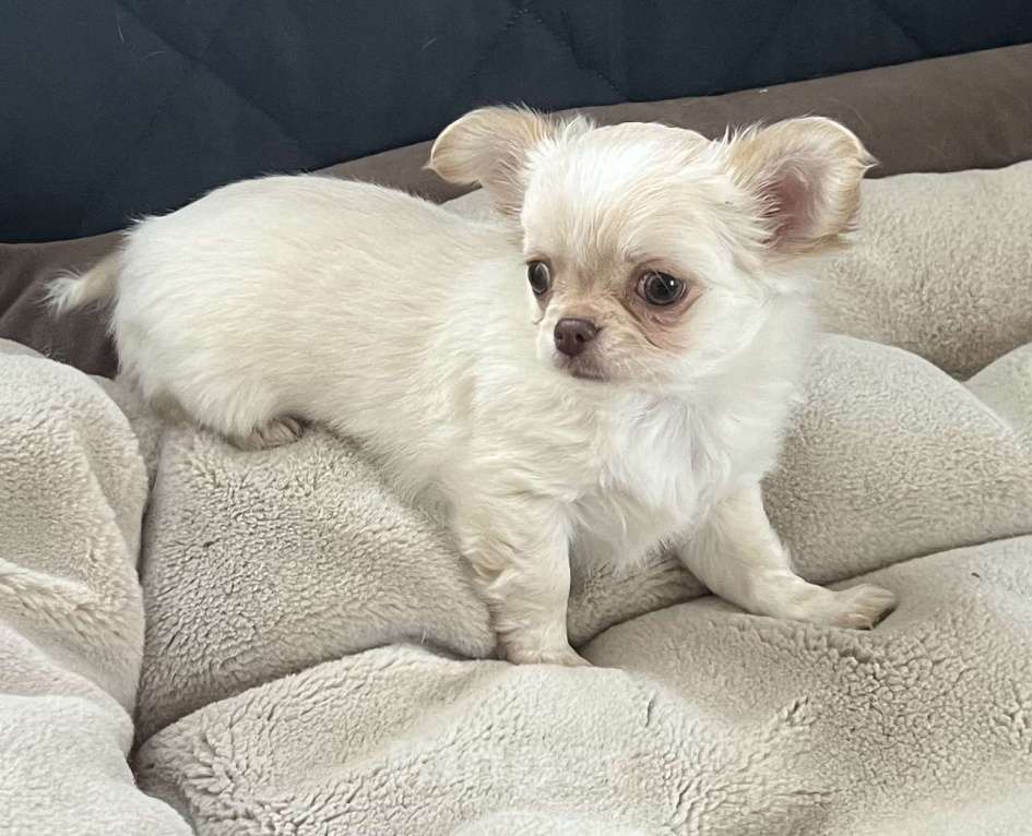 Собаки в Санкт-Петербурге: Щенок чихуахуа, сука Девочка, 50 000 руб. - фото 8