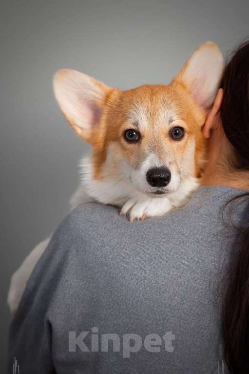 Собаки в Кирове: Вельш Корги Пемброк, щенок Девочка, 70 000 руб. - фото 4