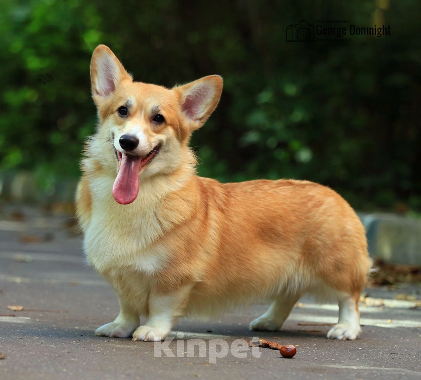 Собаки в Москве: Вельш корги пемброк Девочка, Бесплатно - фото 4