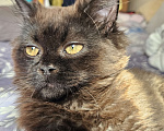 Кошки в Подольске: Черная девочка,котёнок Девочка, 500 руб. - фото 5