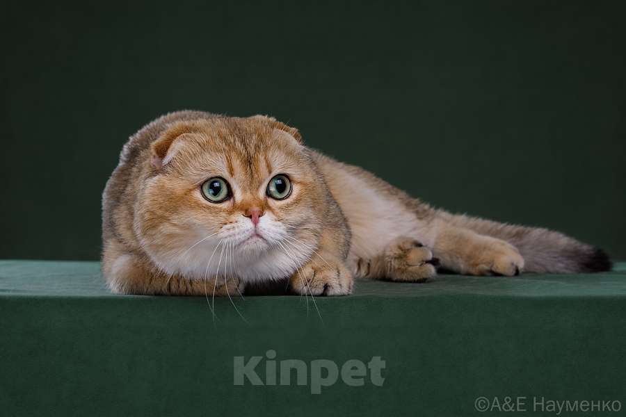 Кошки в других городах Московской области: Кот с допуском на вязку Мальчик, 10 000 руб. - фото 3