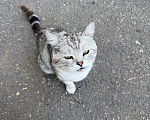 Кошки в Ореховом-Зуево: Спасите кошку Девочка, Бесплатно - фото 7