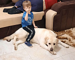 Собаки в Домодедово: Лабрадор кабель для вязки Мальчик, 10 000 руб. - фото 3