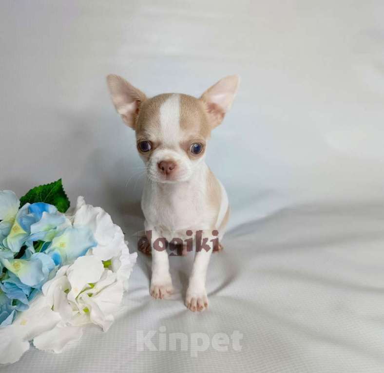 Собаки в Москве: Щенки чихуахуа питомник Мальчик, Бесплатно - фото 2