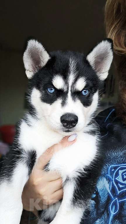 Собаки в Воронеже: Северная Мечта Фиалка Девочка, 9 500 руб. - фото 3