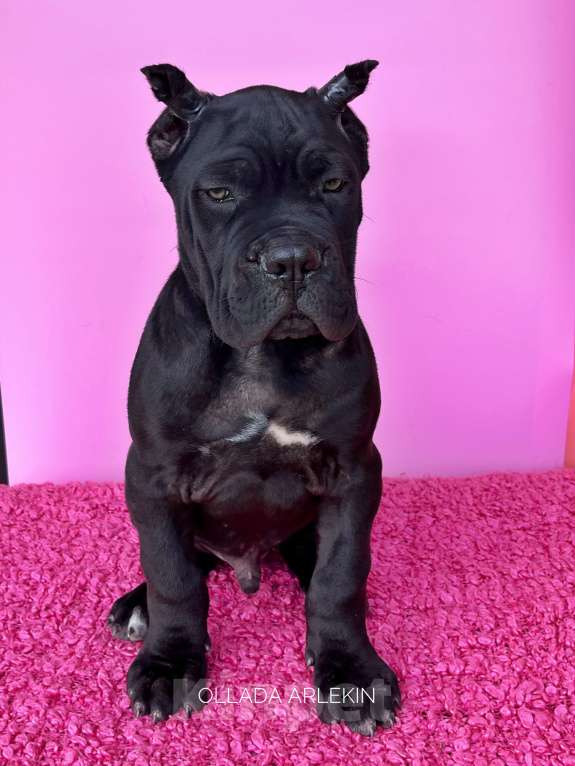 Собаки в Москве: Великолепные щенки кане корсо Мальчик, 90 000 руб. - фото 3