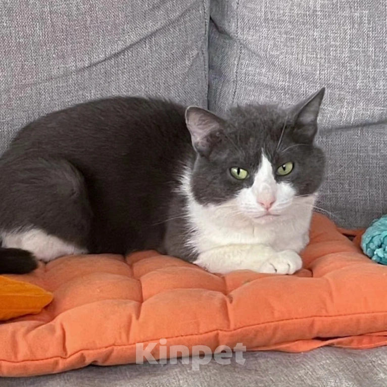 Кошки в Москве: Котика Сахарка хотели усыпить 🆘️ Срочный поиск дома  Мальчик, Бесплатно - фото 3