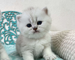 Кошки в Люберцах: Очаровательные малыши в серебристой шубке Мальчик, 35 000 руб. - фото 1