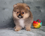 Собаки в Санкт-Петербурге: Щенок померанского шпица Мальчик, 40 000 руб. - фото 2
