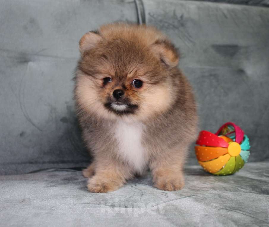 Собаки в Санкт-Петербурге: Щенок померанского шпица Мальчик, 40 000 руб. - фото 2