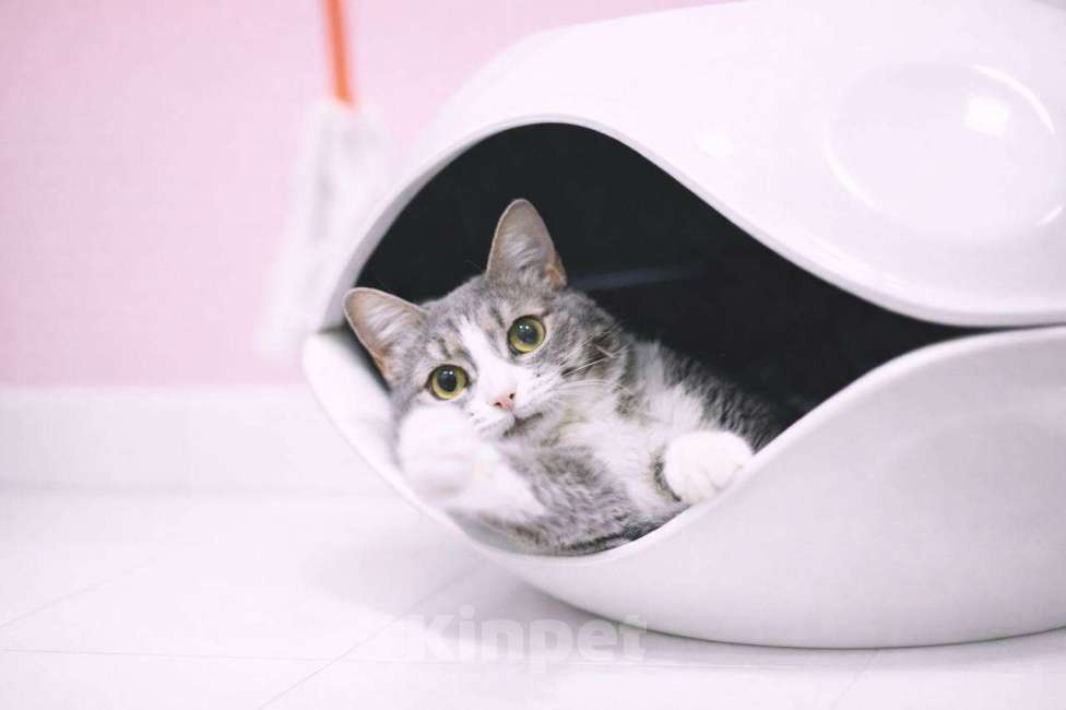 Кошки в Москве: Чикуля Девочка, Бесплатно - фото 1