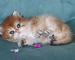 Кошки в Владивостоке: Длинношерстный котенок британский Мальчик, 100 000 руб. - фото 1