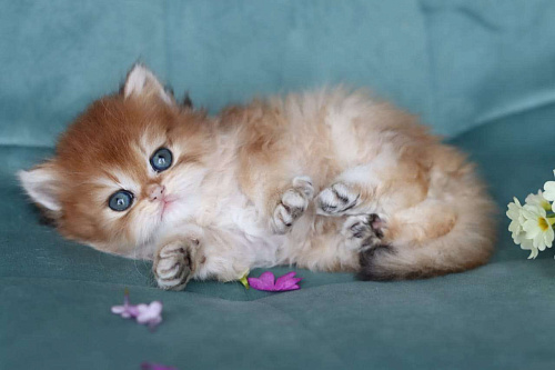 Объявление: Длинношерстный котенок британский, 100 000 руб., Владивосток