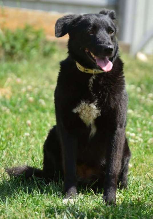 Собаки в Санкт-Петербурге: Герда в поисках самого верного друга. Девочка, Бесплатно - фото 5
