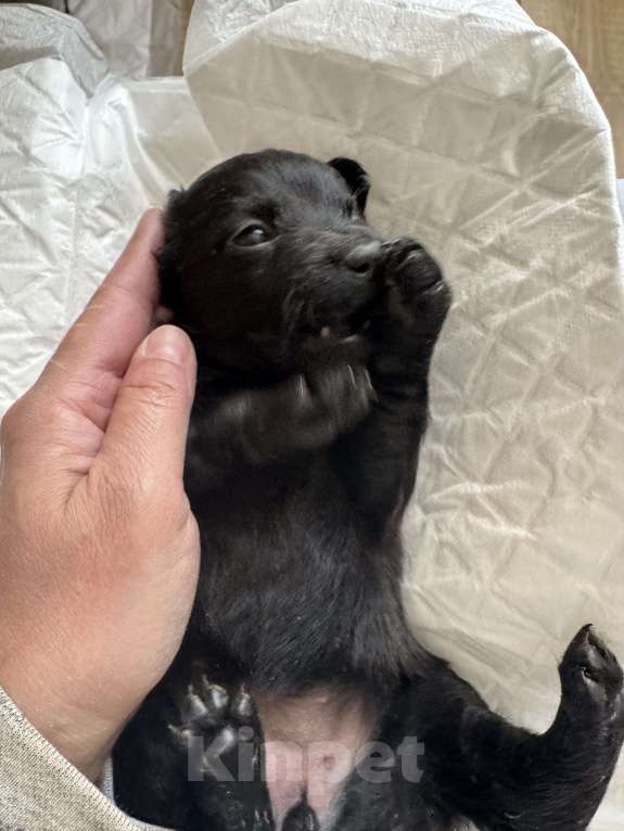 Собаки в Москве: Крошечная Лилу в самые добрые руки Девочка, Бесплатно - фото 4