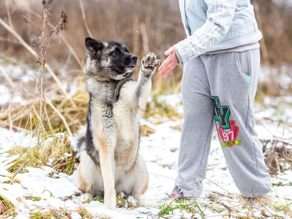 Собаки в Москве: Принцесса Нори Девочка, Бесплатно - фото 5
