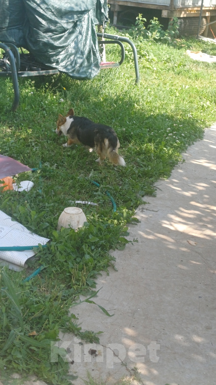 Собаки в Москве: Корги девочка Девочка, 15 000 руб. - фото 5