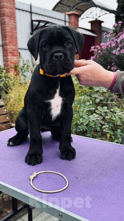 Собаки в Москве: Щенки Кане Корсо Мальчик, 100 000 руб. - фото 5