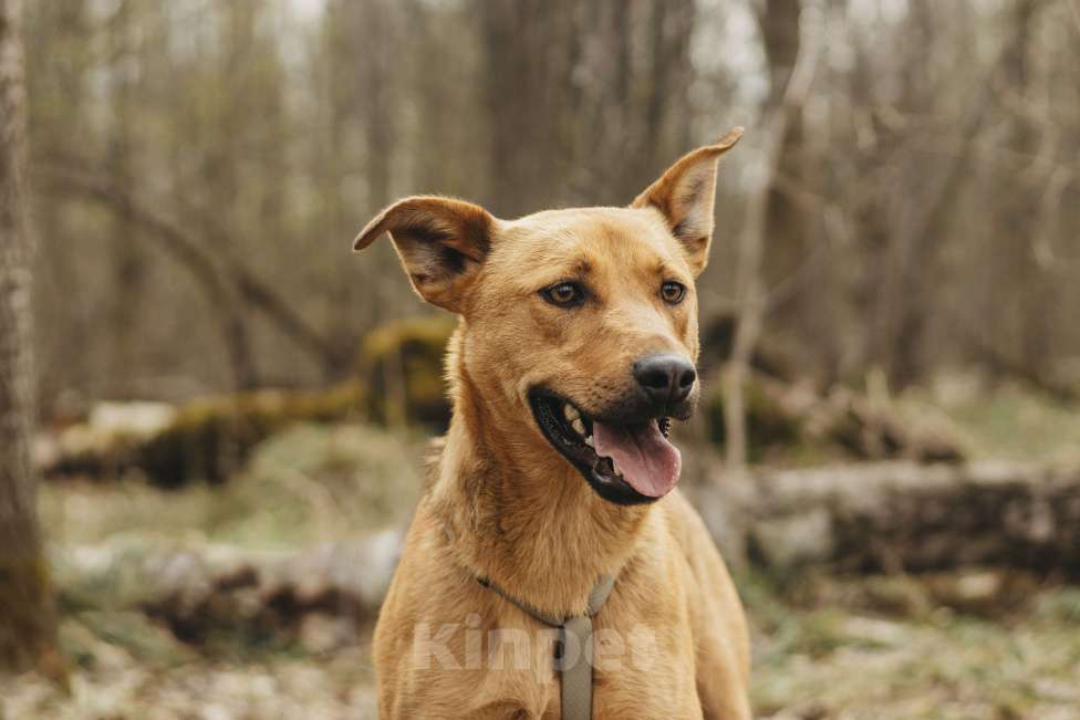 Собаки в Москве: Собака в добрые руки Девочка, Бесплатно - фото 3