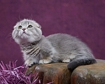 Кошки в Барнауле: Котик Юпитер💎 Мальчик, Бесплатно - фото 2