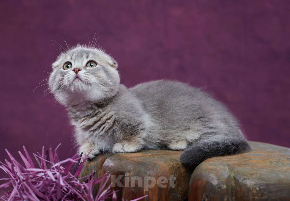Кошки в Барнауле: Котик Юпитер💎 Мальчик, Бесплатно - фото 2