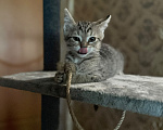 Кошки в Красноармейске: Котенок девочка Ириска Девочка, Бесплатно - фото 3