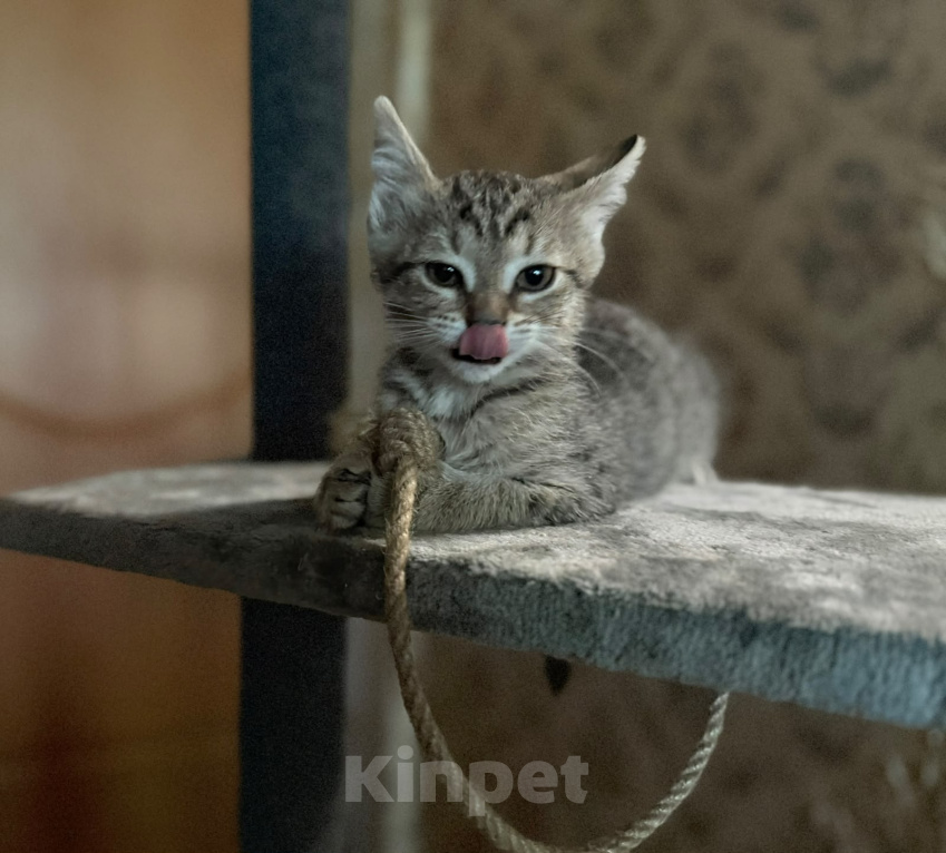 Кошки в Красноармейске: Котенок девочка Ириска Девочка, Бесплатно - фото 3