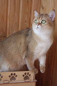 Шотландская кошечка
