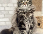 Кошки в Арамиле: Котята норвежская лесная  Девочка, 50 000 руб. - фото 1