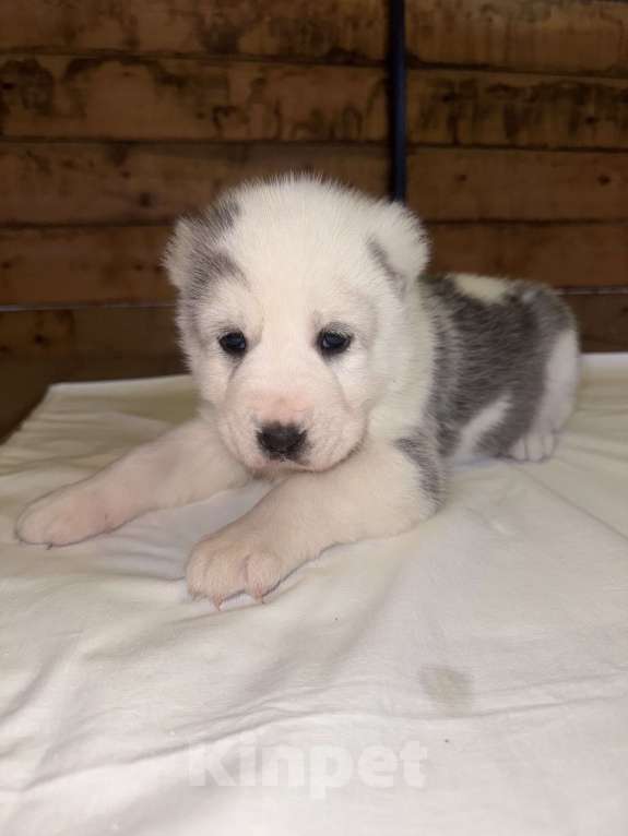 Собаки в Красноярске: Щенок среднеазиатской овчарки (алабай) Мальчик, 50 000 руб. - фото 1