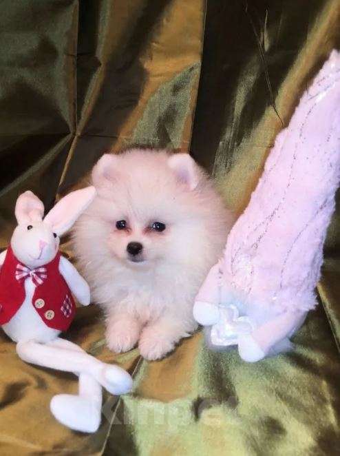 Собаки в Тольятти: Щенята миники из питомника Девочка, Бесплатно - фото 2