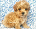 Собаки в Москве: мальтипу мальчик Мальчик, 80 000 руб. - фото 1