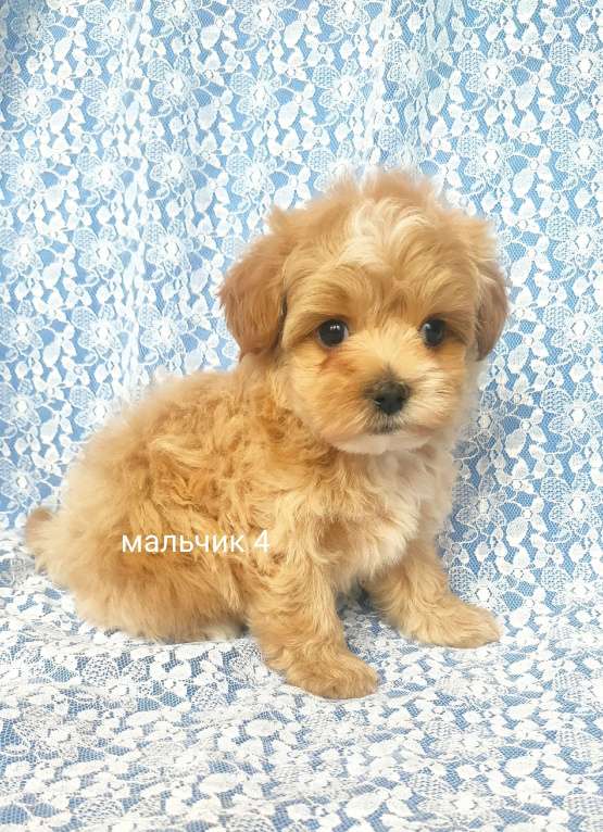 Собаки в Москве: мальтипу мальчик Мальчик, 80 000 руб. - фото 1
