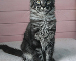 Кошки в Волхове: Котенок породы мейн-кун. Мальчик. Мальчик, 15 000 руб. - фото 3