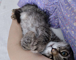 Кошки в Краснодаре:   Отдам котёнка в добрые руки Девочка, Бесплатно - фото 10