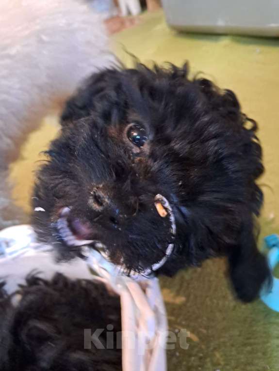 Собаки в Сочи: Синий Мальтипу f1 micro Мальчик, 150 000 руб. - фото 5