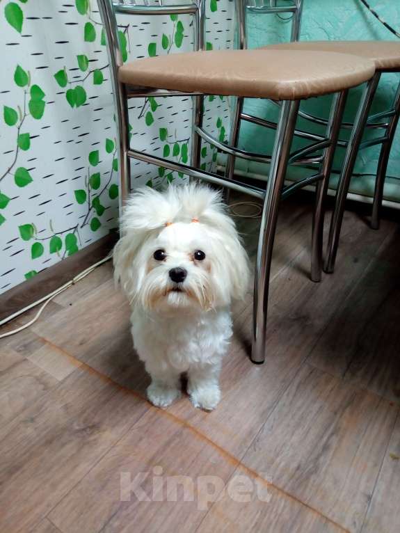 Собаки в Николаевске: Щенок мечты Девочка, 50 000 руб. - фото 4