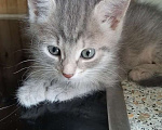 Кошки в Москве: Котёнок девочка в добрые руки Девочка, Бесплатно - фото 4