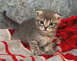 Кошки в Рязани: Шотландские котята Мальчик, 3 000 руб. - фото 4