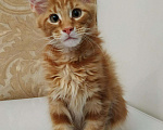 Кошки в Ливны: Мейн Кун котята, 40 000 руб. - фото 5